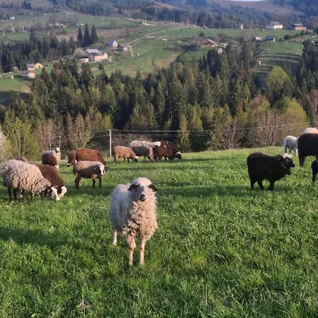 Bukhouse Carpathians *